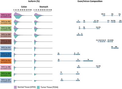 PVT1 Long Non-coding RNA in Gastrointestinal Cancer